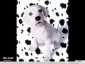 102 Dalmatiens white dog wallpaper
