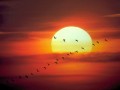 Birds fly in the sunset