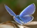 Animals wallpapers: Blue Butterfly Wallpaper