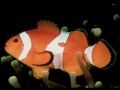 Animals wallpapers: Clown fish wallpaper