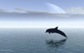 Fish wallpapers: Dolphin Wallpaper