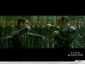 Movie wallpapers: Matrix fight in the rain wallpaper