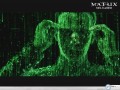 Movie wallpapers: Matrix green wallpaper