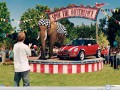 Rover wallpapers: Mini Cooper S and elephant wallpaper