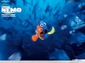 Nemo wallpapers: Nemo scared wallpaper