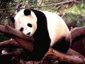 Sleepy Panda Wallpaper