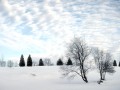 Winter wallpapers: Snowy fields and trees