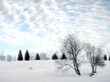 Snowy fields and trees