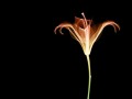 Painting wallpapers: X-Ray flower wallpaper